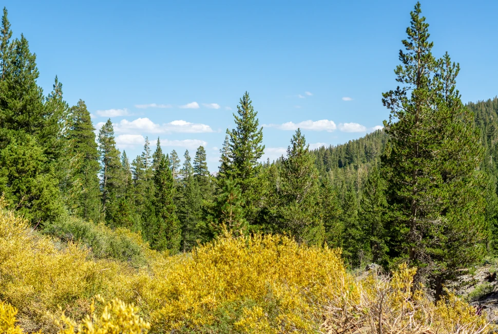 Discovering Sonora, CA: An Introduction to the City and its Weather